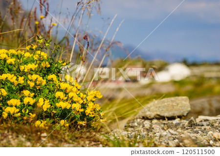Yellow flowers and Lofoten village Yellow flowers and Lofoten village 120511500