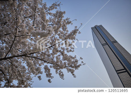 Blooming cherry blossom tree in Yeouido park on Han river in Seoul, South Korea Blooming cherry blossom tree in Yeouido park on Han river in Seoul, South Korea 120511695