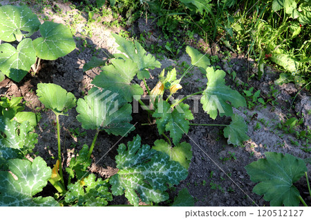 Flowering zucchini plant Flowering zucchini plant 120512127