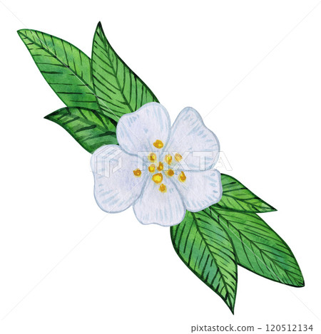 Tea flowers with white blooms and vibrant green leaves watercolor illustration. Composition of buds, foliage, and greenery. Spring and summer botanical drawing, isolated on a white 120512134