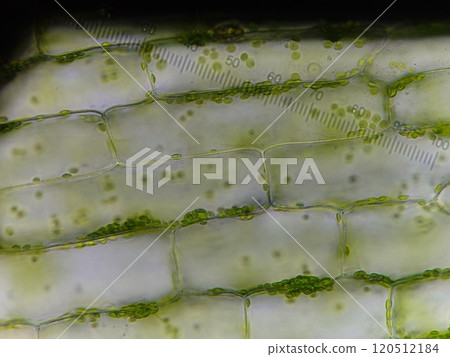 Observation of organelles in Elodea canadensis 120512184