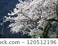 櫻花盛開 120512196
