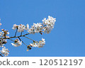 在藍天的櫻花 120512197