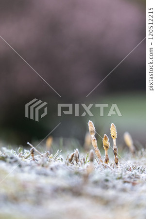 Early spring horsetails blooming cheerfully in the snow 120512215