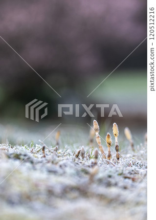 Early spring horsetails blooming cheerfully in the snow Early spring horsetails blooming cheerfully in the snow 120512216