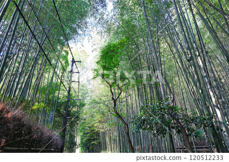 嵐山在秋天 120512233