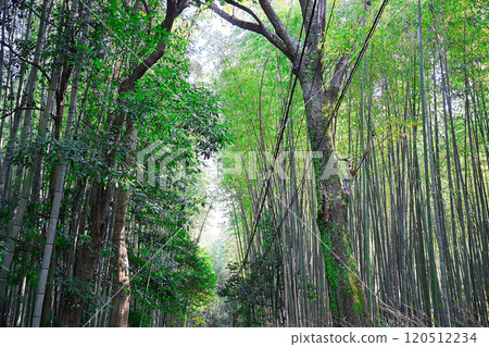 嵐山在秋天 120512234