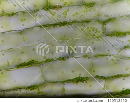 Observation of cell organelles Observation of cell organelles 120512250
