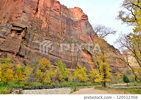 Zion National Park Temple of Sinawava Huge red-brown rock mountain and yellow leaves Zion National Park Temple of Sinawava Huge red-brown rock mountain and yellow leaves 120512308