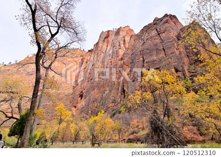 Zion National Park Temple of Sinawava Huge red-brown rock mountain and yellow leaves 120512310