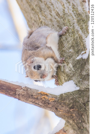 蝦夷鼯鼠是北海道冬季的偶像 120512416