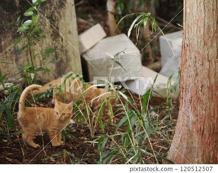 Kittens snuggling up together and looking at the camera 120512507