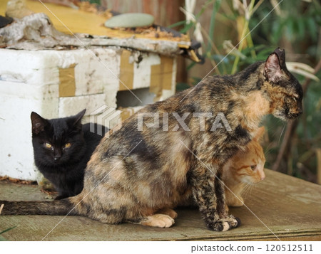 Kittens snuggling up together and looking at the camera 120512511