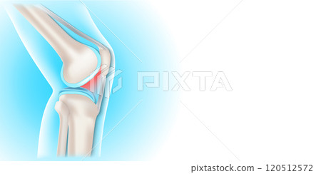 Side view of human knee. Side view of human knee. 120512572