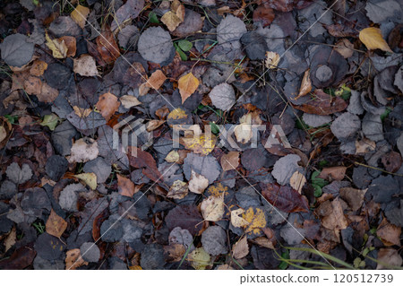 Yellow Leaf stands out prominently in a Sea of Dark Fallen Leaves all around  120512739
