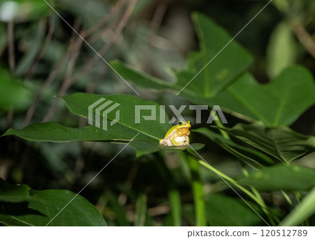 Hallowell's tree frog Hallowell's tree frog 120512789