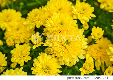 黃色的菊花 120512810