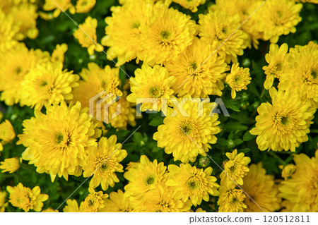 黃色的菊花 120512811