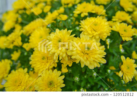 黃色的菊花 120512812