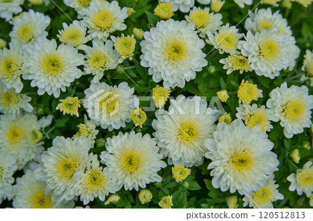 白菊花 白菊花 120512813