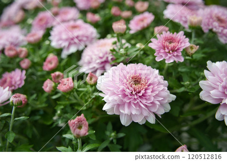 Pink chrysanthemum Pink chrysanthemum 120512816