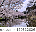 櫻花出現在水面上 120512826