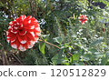 紅色大麗花 120512829