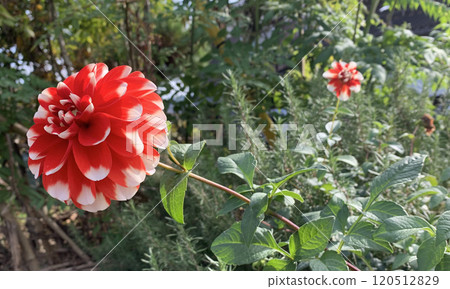 紅色大麗花 紅色大麗花 120512829