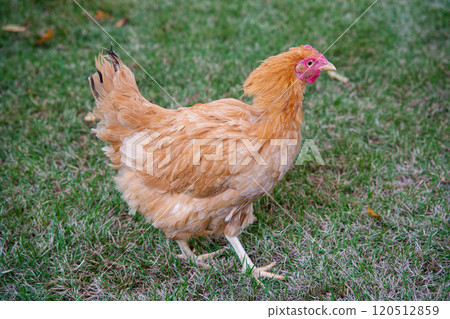 出雲交趾 出雲交趾 120512859