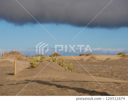 Special fence barriers for conservation ecosystem plants of dune in Maspalomas, Gran Canaria. Natural reserve to protect Traganum Moquinii plant, which helps to form dunes and regulate sand movement Special fence barriers for conservation ecosystem plants of dune in Maspalomas, Gran Canaria. Natural reserve to protect Traganum Moquinii plant, which helps to form dunes and regulate sand movement 120512874