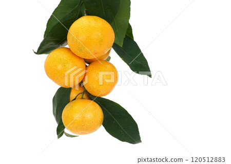 Mandarin oranges with leaves 120512883