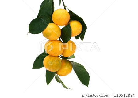 橘子葉 橘子葉 120512884