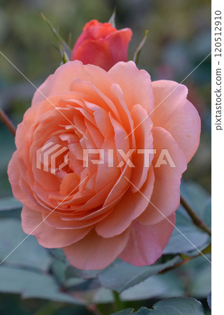 Rose (Louise Clements) Rose (Louise Clements) 120512910