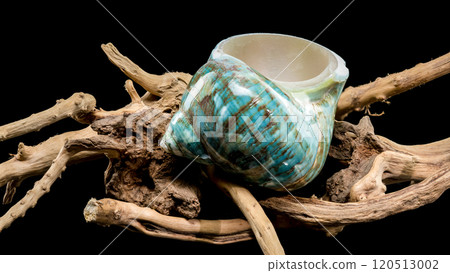 Polished Turquoise Nautilus Shell Polished Turquoise Nautilus Shell 120513002