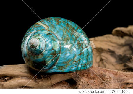 Polished Turquoise Nautilus Shell Polished Turquoise Nautilus Shell 120513003