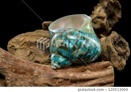 Polished Turquoise Nautilus Shell Polished Turquoise Nautilus Shell 120513004
