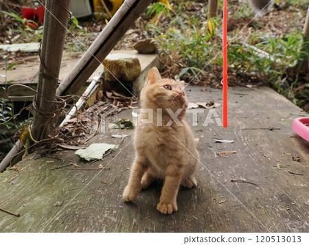 Cute kitten playing with cat toy Cute kitten playing with cat toy 120513013