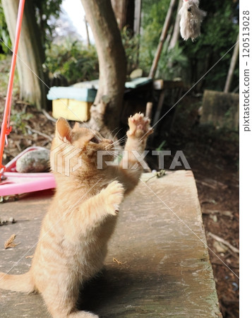 Cute kitten playing with cat toy Cute kitten playing with cat toy 120513028