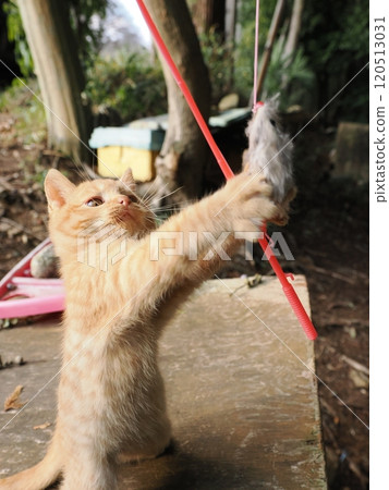Cute kitten playing with cat toy Cute kitten playing with cat toy 120513031