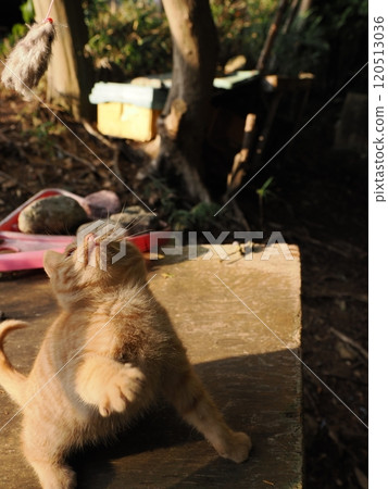Cute kitten playing with cat toy Cute kitten playing with cat toy 120513036