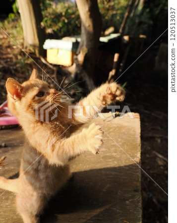 Cute kitten playing with cat toy Cute kitten playing with cat toy 120513037