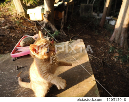 Cute kitten playing with cat toy Cute kitten playing with cat toy 120513048