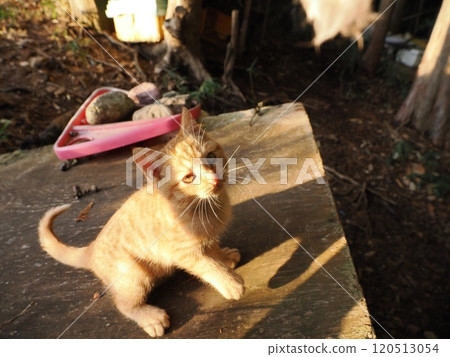 可愛的小貓和貓一起玩耍 120513054