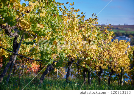 Picturesque Autumn Vineyards on European River Slopes: Scenic Illustration of Wine Country Landscape. Golden Foliage, Blue Sky, and Green Grass Capture the Essence of Winemaking Regions Picturesque Autumn Vineyards on European River Slopes: Scenic Illustration of Wine Country Landscape. Golden Foliage, Blue Sky, and Green Grass Capture the Essence of Winemaking Regions 120513153