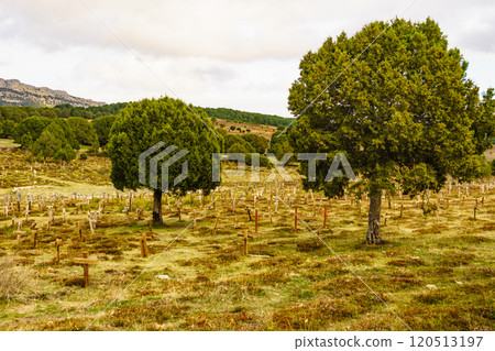 Sad Hill Cemetery in Spain. Tourist place 120513197