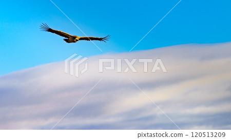 Vulture birds in flight Vulture birds in flight 120513209