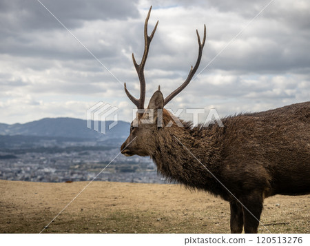 Deer on the summit of Mount Wakakusa in Nara 120513276