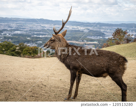Deer on the summit of Mount Wakakusa in Nara 120513280