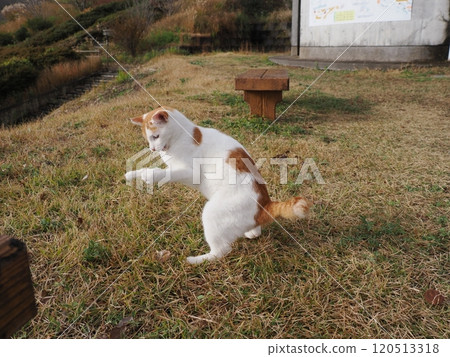 Cute white cat obsessed with a broken toy Cute white cat obsessed with a broken toy 120513318