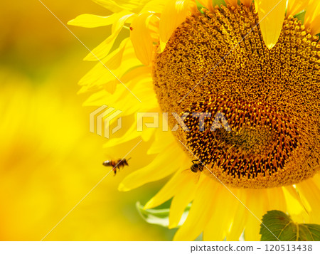 Blooming sunflower with honey bee 120513438
